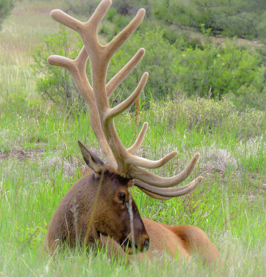 Summer Bull Elk Photograph