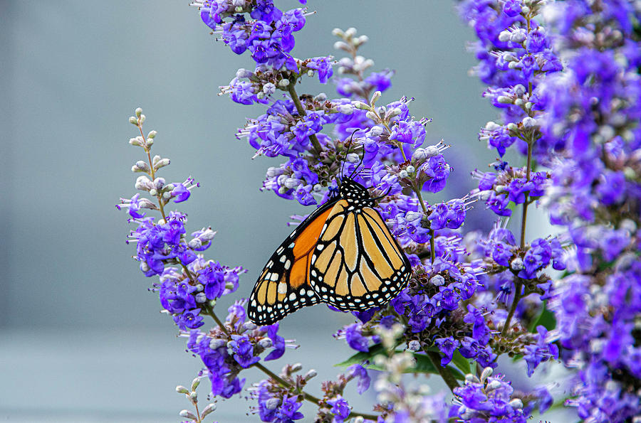 Summer Butterfly Photograph by Elsa Santoro