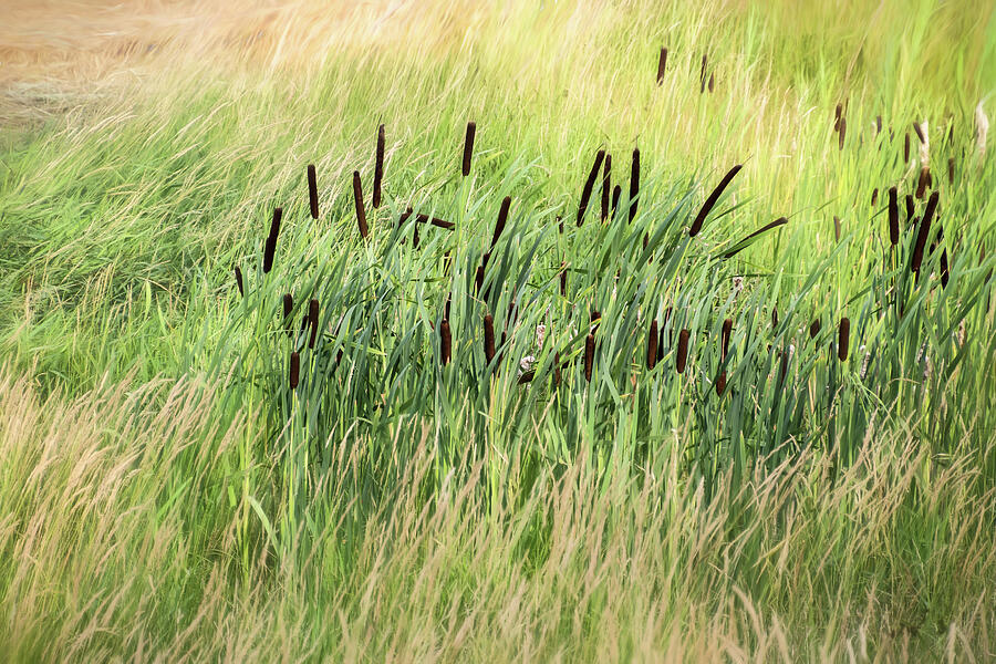 Summer Cattails in Field of Grass - Photograph by Julie Weber