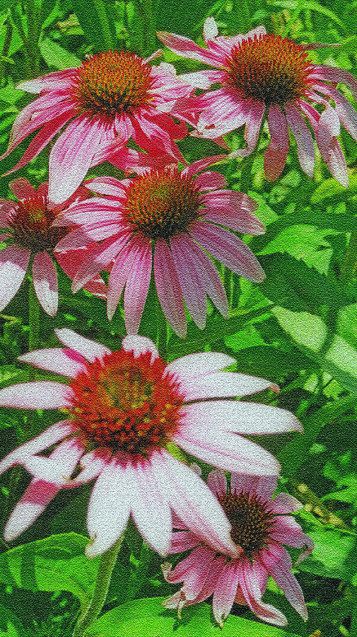 Summer Photograph - Summer Cone Flowers by Kay Novy