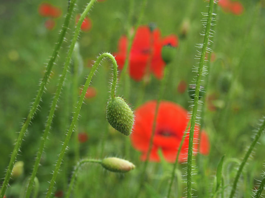 Summer Corn Poppies Photograph by Philip Openshaw