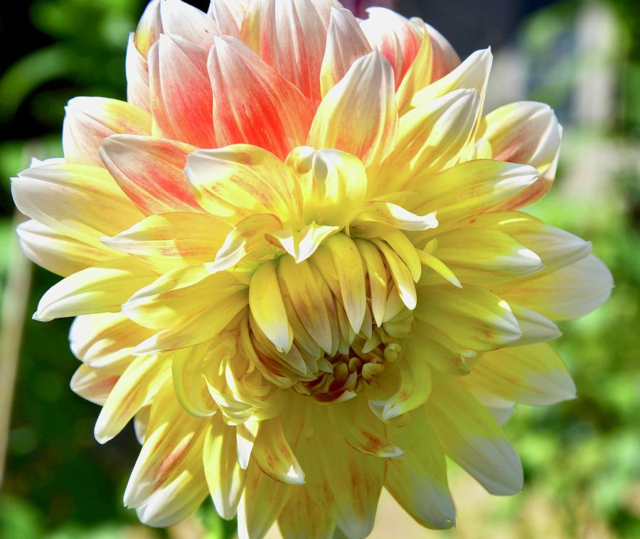 Dahlia Photograph - Summer Dahlia by Lynn Hunt Dahlia Photograph - Summer Dahlia by Lynn Hunt