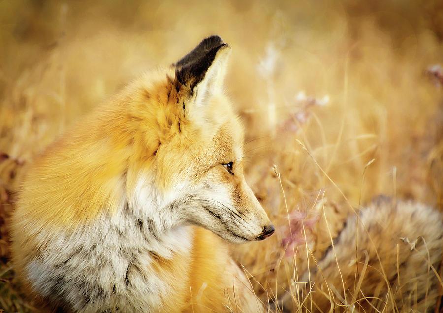 Summer Photograph - Summer Dreaming Fox by Amanda Jane
