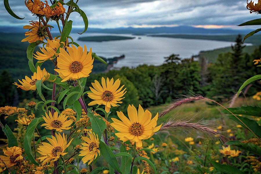 Sunflower Photograph - Summer Evening at Height of Land by Rick Berk