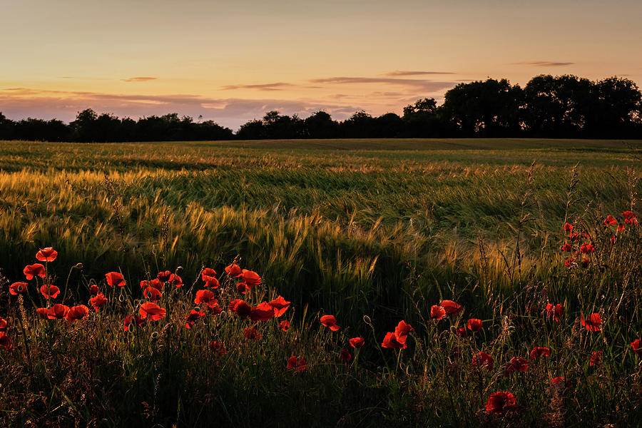 Nature Photograph - Summer Evening by Fergal Gleeson