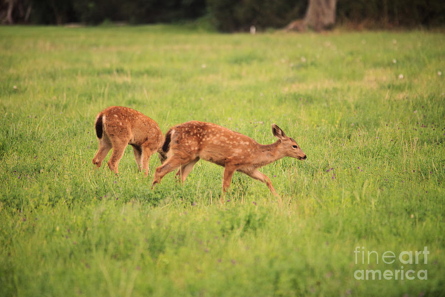 Summer fawns Photograph by Jeff Swan