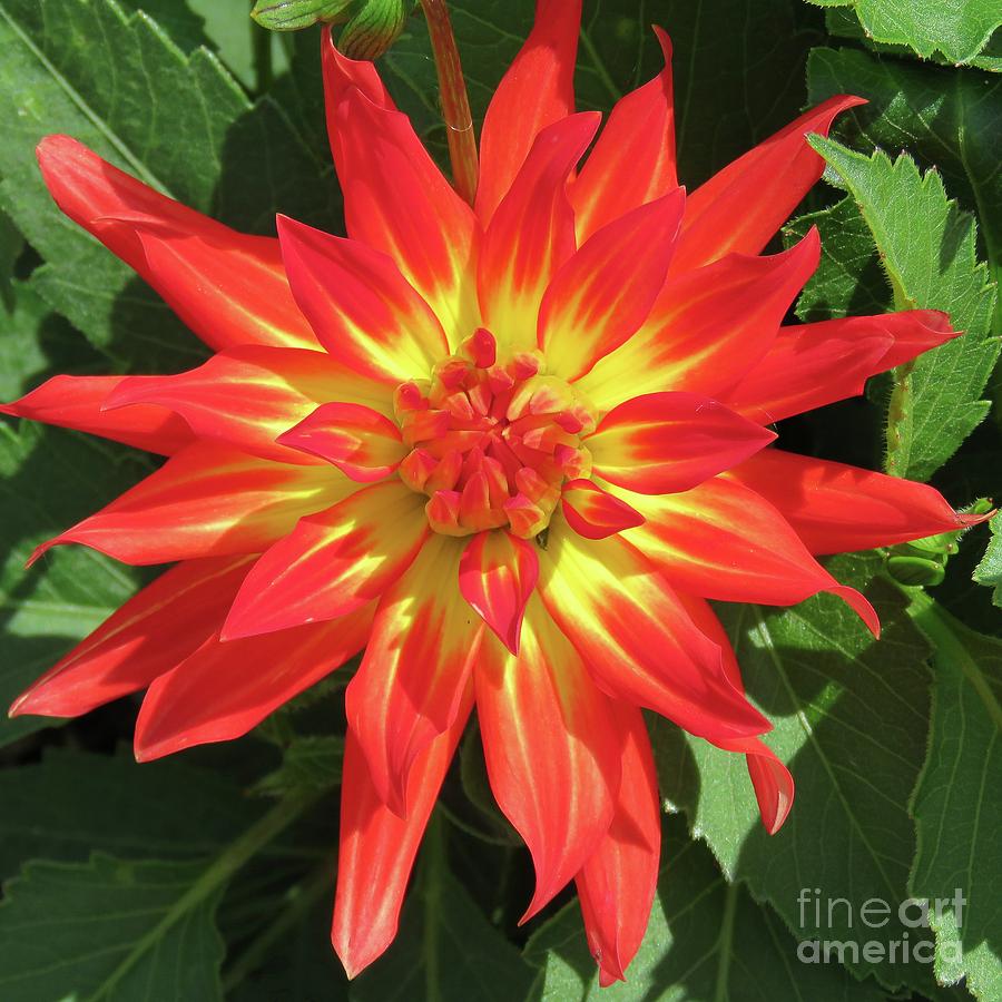 Summer Flame Photograph by Putterhug Studio - Fine Art America