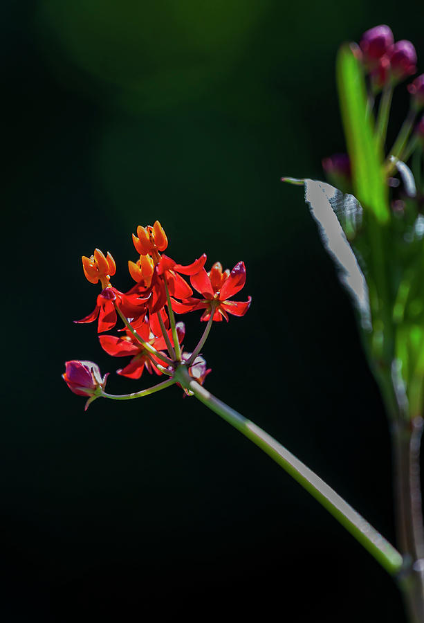 Summer Flower - Asclepias  Photograph by Robert Ullmann