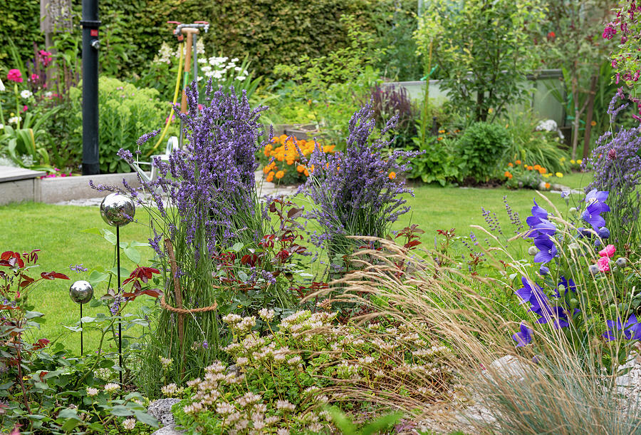 Summer Flower Beds In A British Garden, Lavender Bushes Tied Together Photograph by Ira Hilger