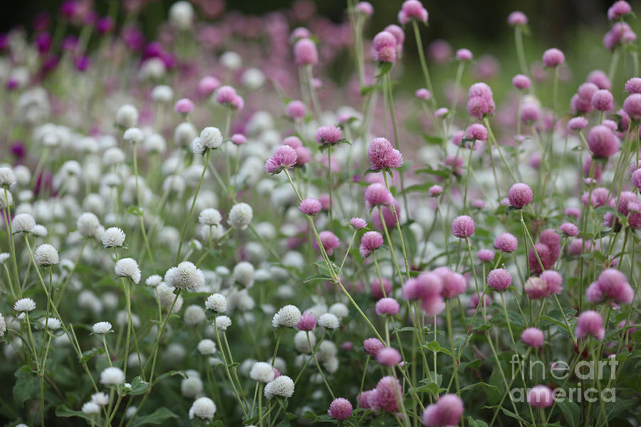 Summer Flower Field Photograph by Lara Morrison