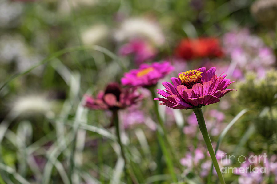 Summer Flower Garden Photograph by Eva Lechner