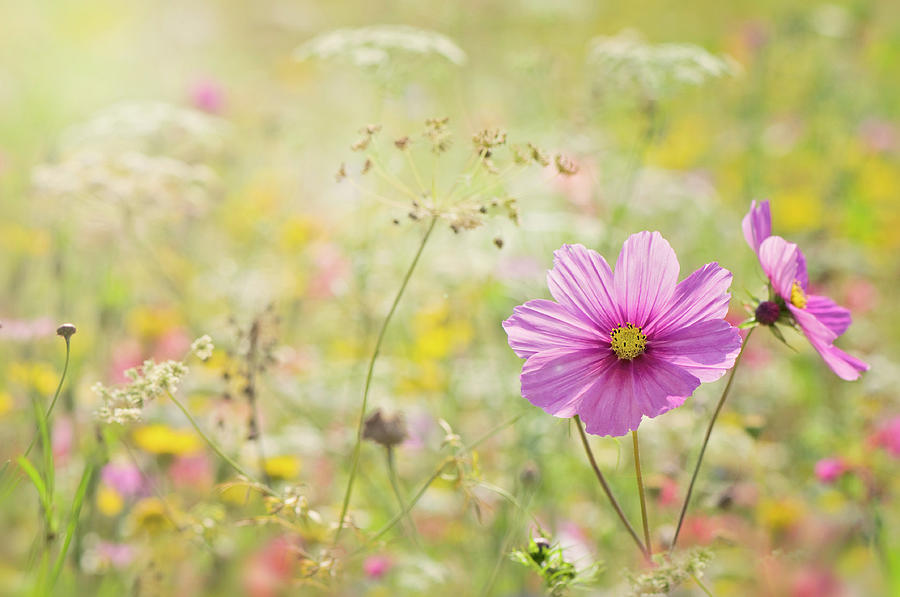 Summer Flower Meadow Photograph by Jacky Parker Photography