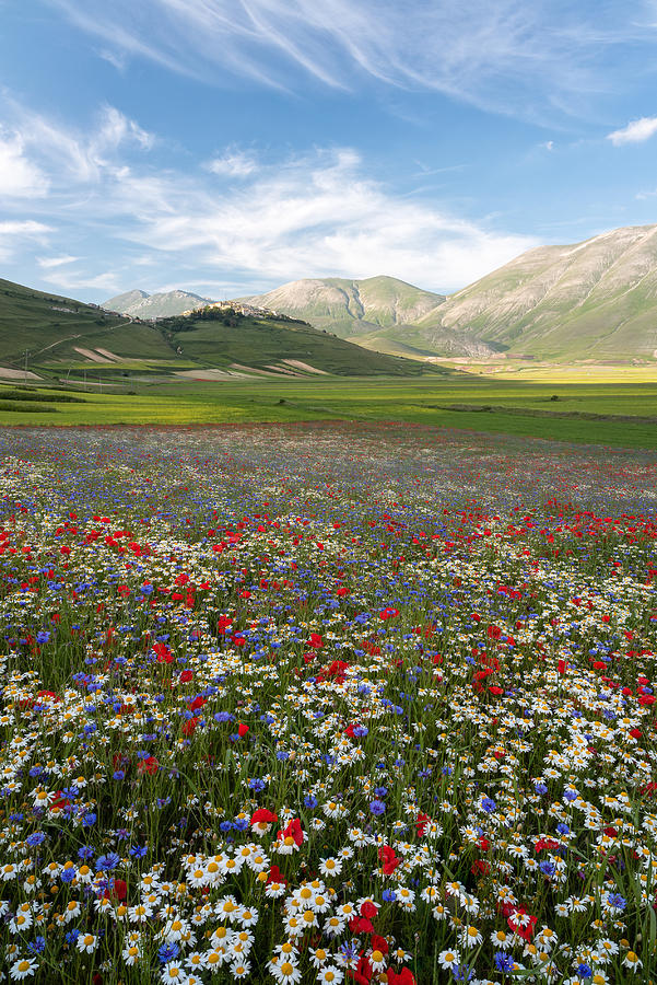 Landscape Photograph - Summer Flowering by Sergio Barboni