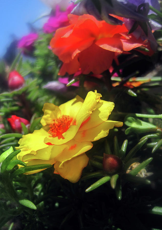 Summer Flowers 2 Photograph by Jaeda DeWalt