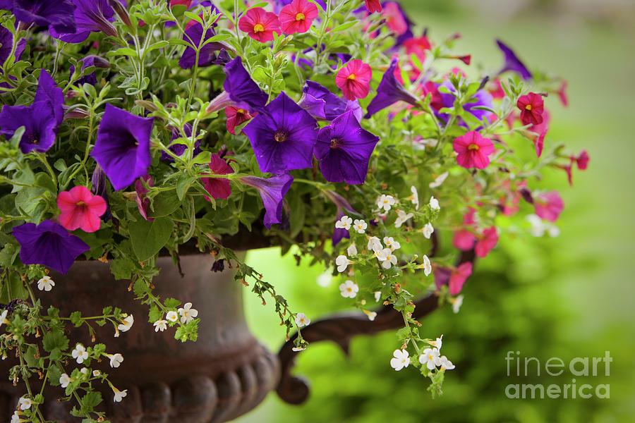 Summer Flowers in cast iron urn Photograph by Brian Jannsen