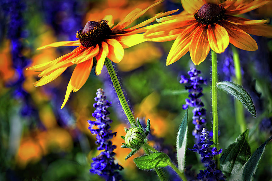 Summer flowers Photograph by Kristal Kraft