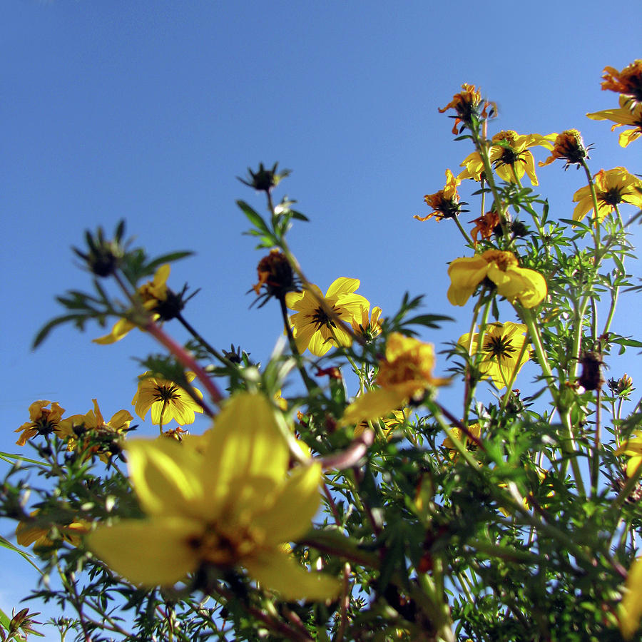 Summer Garden Flowers 3 Photograph by Jaeda DeWalt