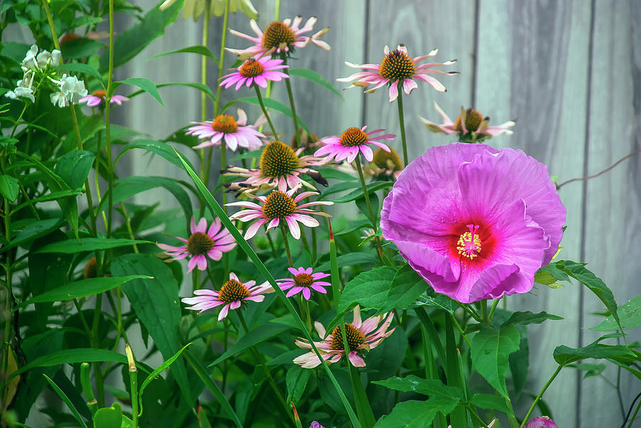 Summer Garden Flowers Photograph by Anna Miller Fine Art America