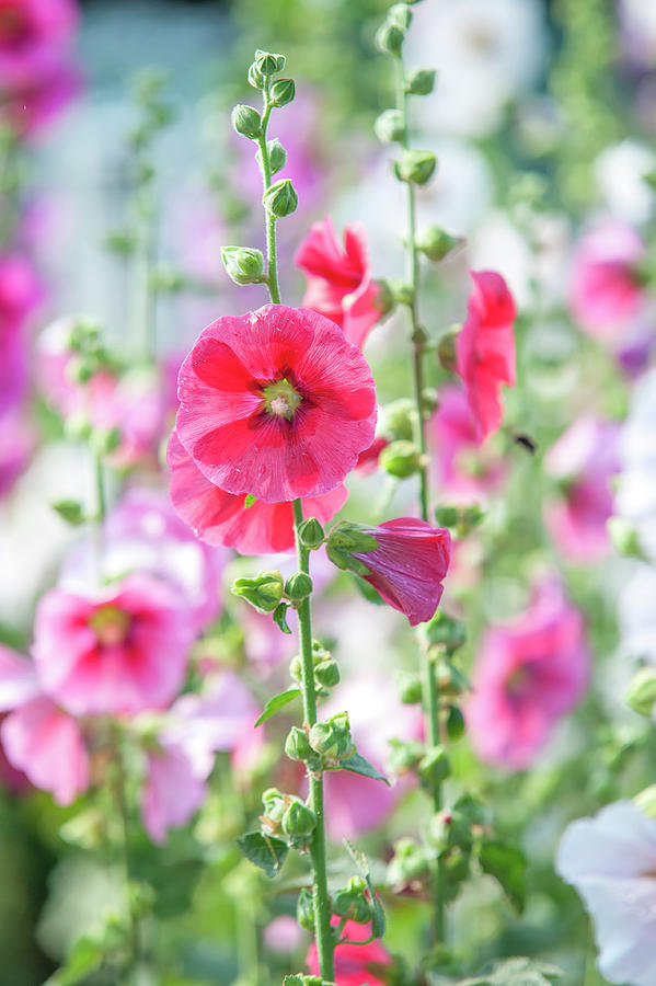 Summer Garden. Hollyhock Radiant Rose Photograph by Jenny Rainbow