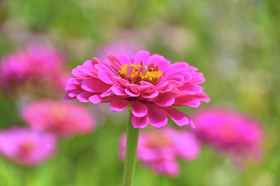 Summer Garden Pinks Photograph by JAMART Photography