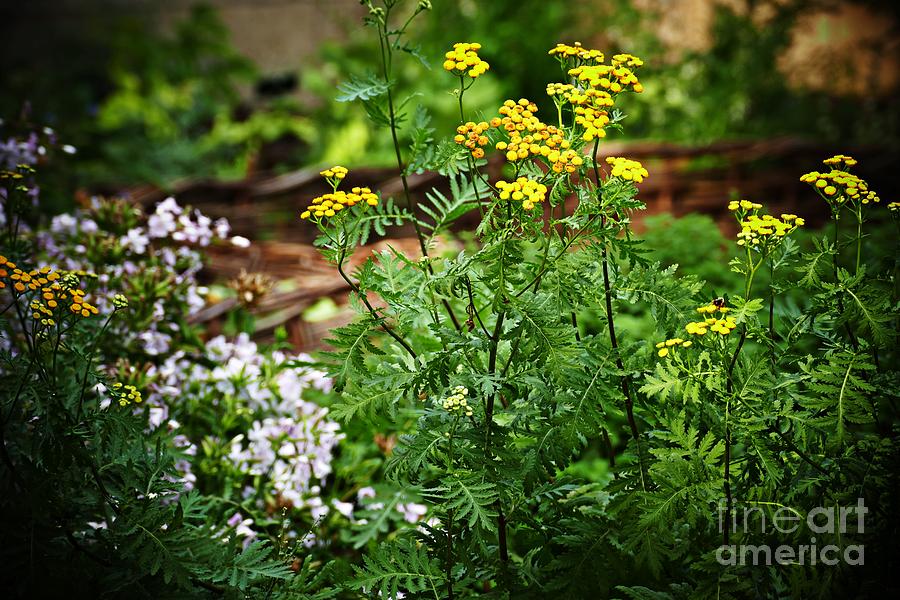 Garden Photograph - Summer Gardens at the Cloisters 11 by Sarah Loft