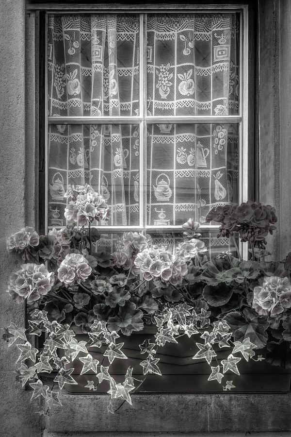 Summer Geraniums in the Window Black and White Photograph by Debra and Dave Vanderlaan