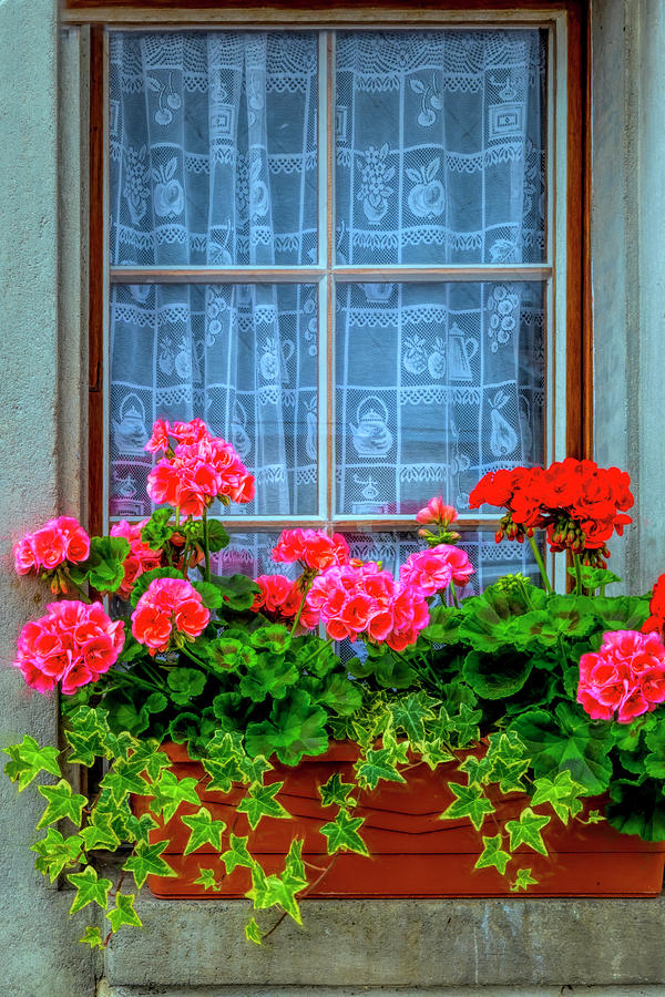 Summer Geraniums in the Window Photograph by Debra and Dave Vanderlaan