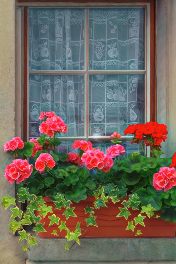 Summer Geraniums in the Window Painting Photograph by Debra and Dave Vanderlaan