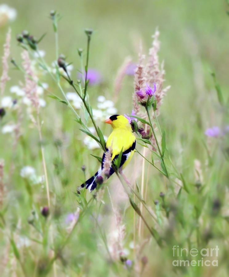 Summer Goldfinch in the Wildflowers Photograph by Kerri Farley