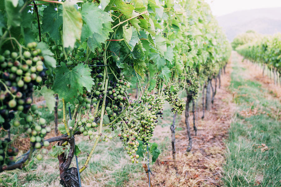 Summer Photograph - Summer Grapevine by Pati Photography