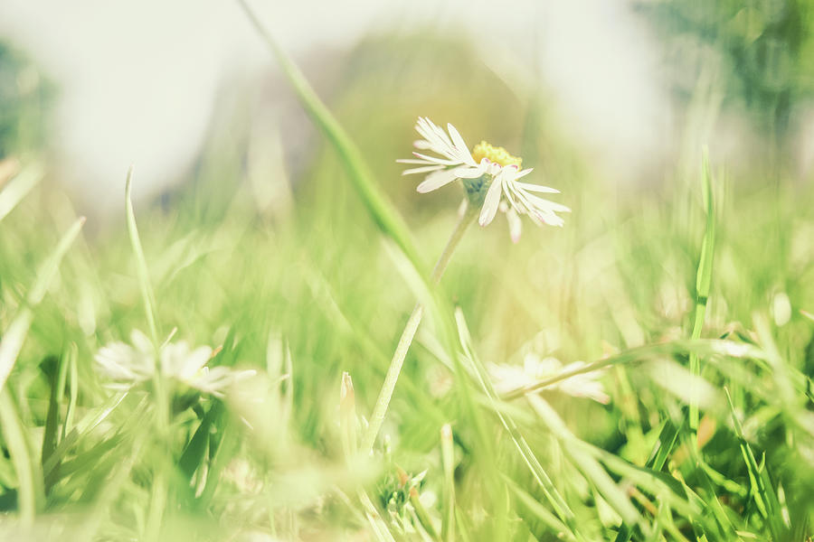 Summer Haze 3 Photograph by Glen Wray - Fine Art America