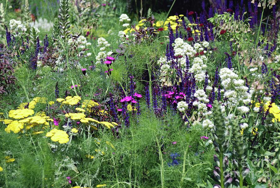 Summer Herbaceous Planting Photograph By Mike Comb Science Photo 