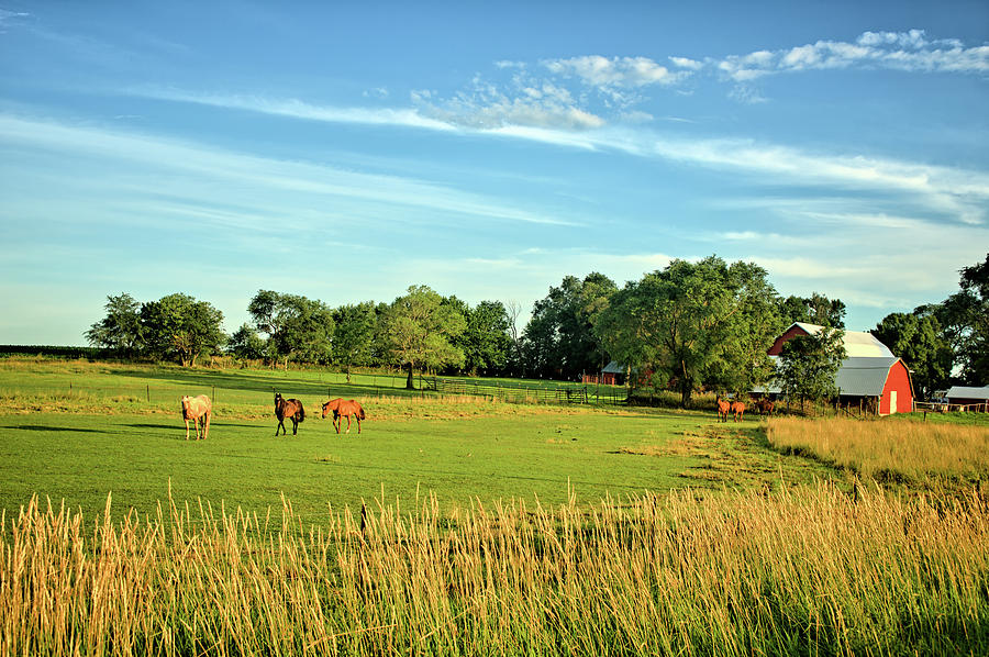 Summer Horse Pasture Photograph by Bonfire Photography - Fine Art America