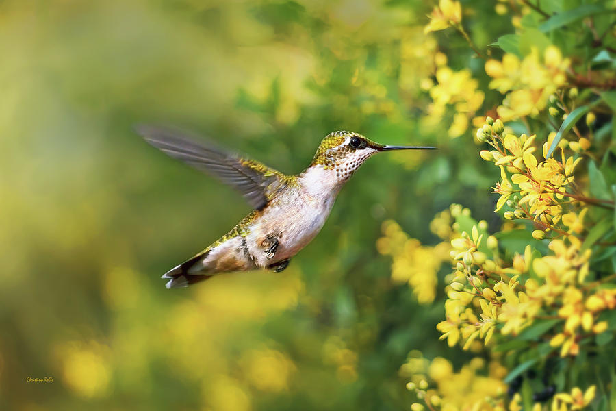 Hummingbird Photograph - Summer Hummingbird by Christina Rollo