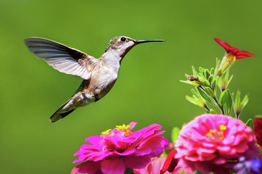Summer Hummingbird Love Photograph by Christina Rollo