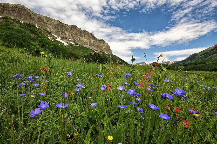 Summer In Crested Butte Photograph by Ronda Kimbrow Photography