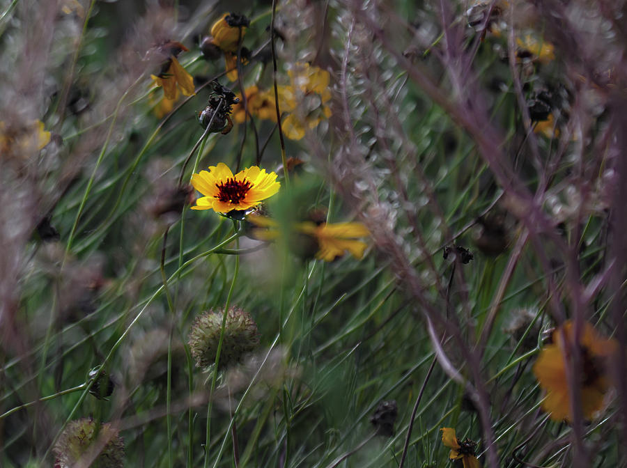 Summer in the mountains by Stephen Riella Summer in the mountains by Stephen Riella