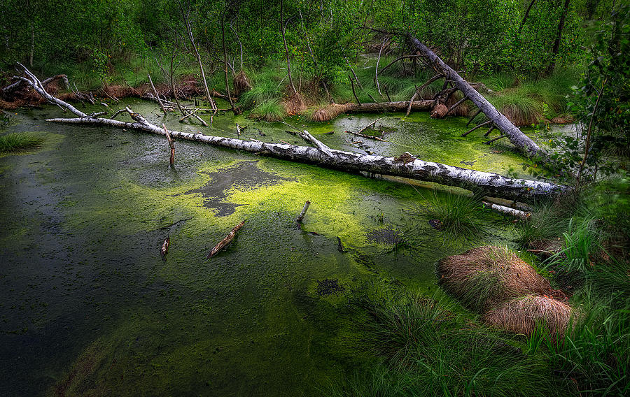 Summer Kampinos Swamps Photograph by Slawomir Kowalczyk