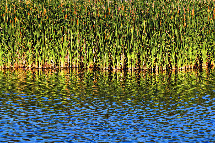 Summer Lake Cattails Photograph by Dszc