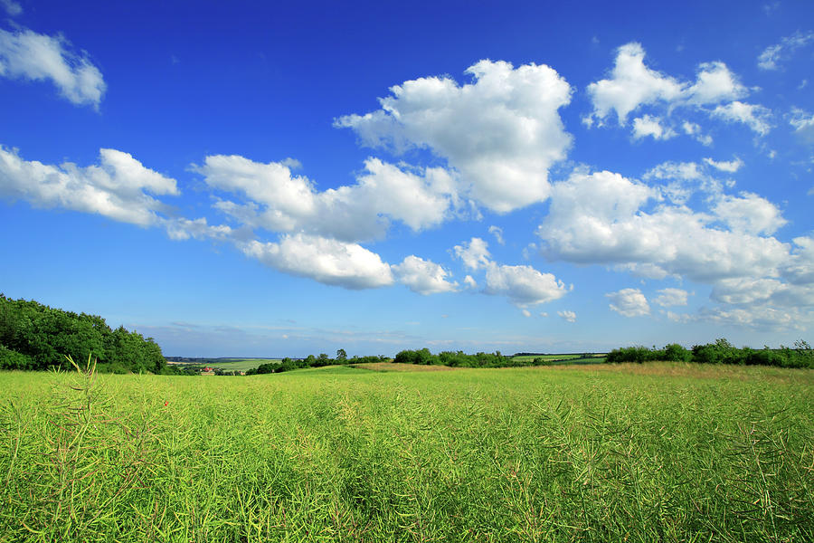 Summer Landscape by Avtg