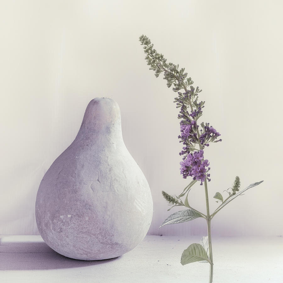 Summer Lilac Photograph by Piet Flour