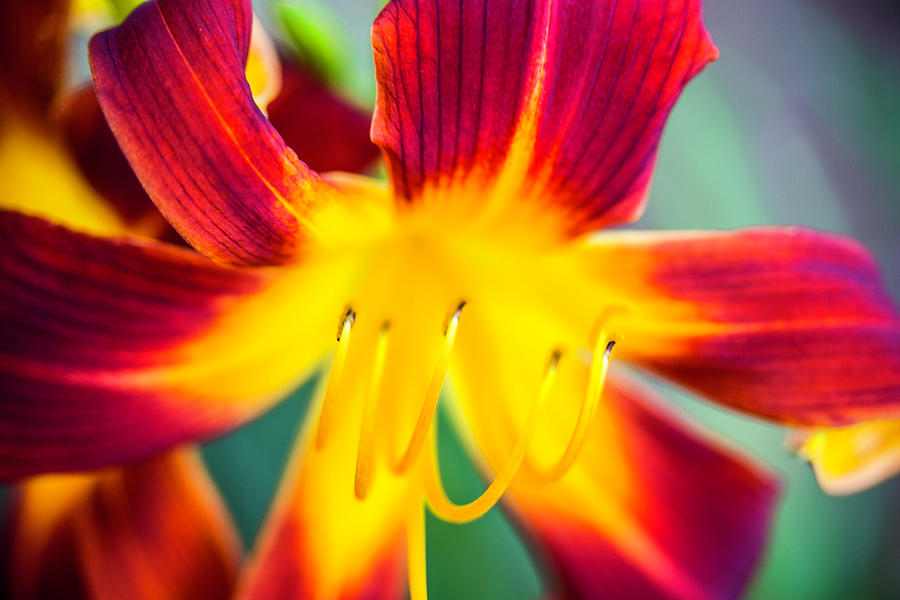 Summer Lilly Photograph by Pheasant Run Gallery