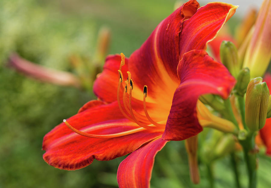 Summer Lily Photograph by Laurie Breton