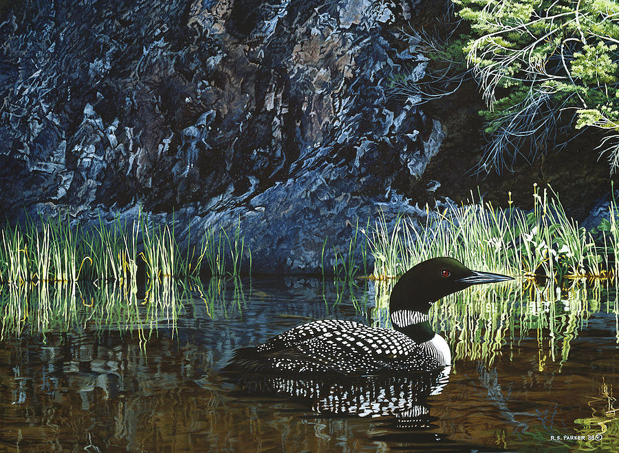 Summer - Loon Painting by Ron Parker