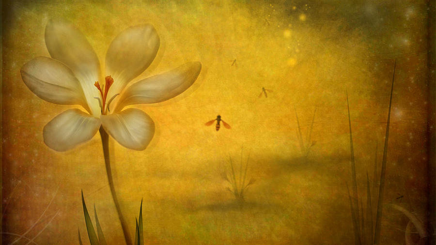 Flower Photograph - Summer by Lotte Andersen Flower Photograph - Summer by Lotte Andersen