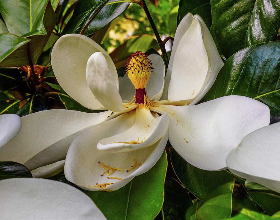 Summer Magnolia Photograph by Jeanne Jackson