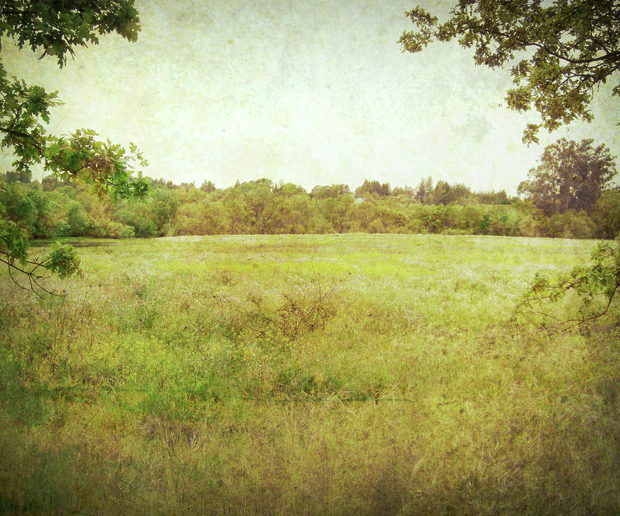 Summer Meadow Photograph by Lupen Grainne