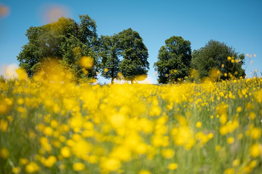 Summer Photograph - Summer Meadow With Beautiful Yellow by Ivan Kmit