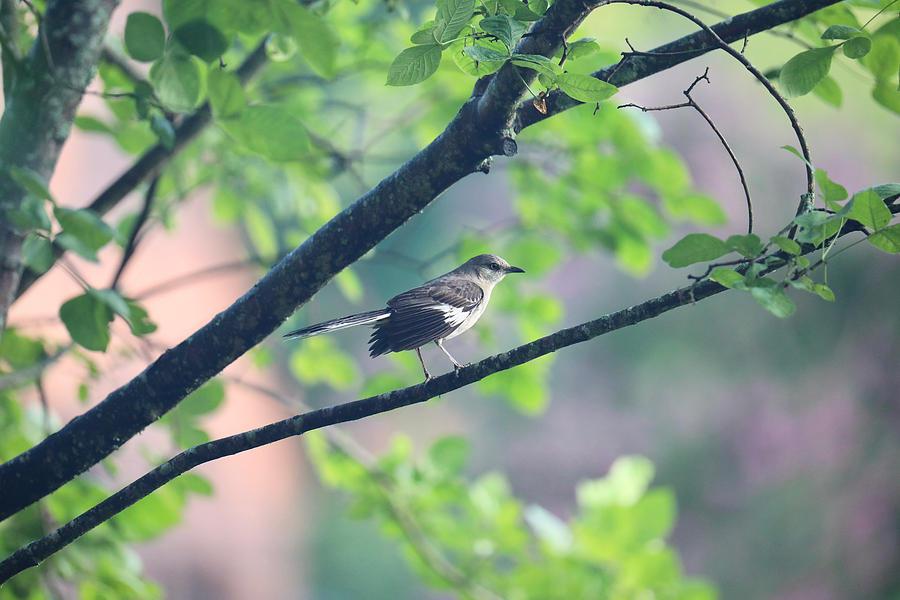 Summer Mockingbird Photograph by Rachel Morrison
