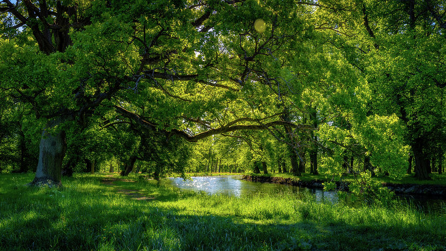 Tree Photograph - Summer Morning in the Park by Nicklas Gustafsson